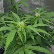 Strawberry Haze Auto