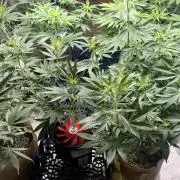 Sour Diesel