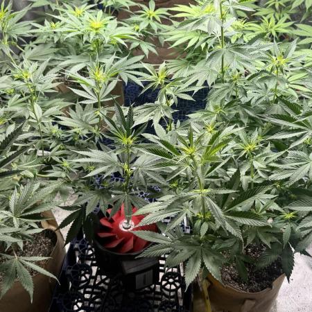 Sour Diesel