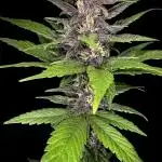 Devil Cream auto