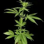 Gorilla Zkittlez Auto