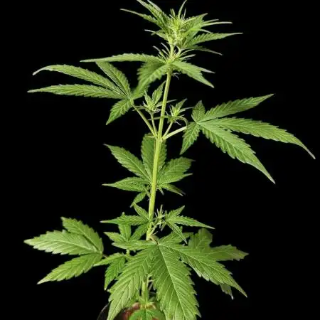 Gorilla Zkittlez Auto