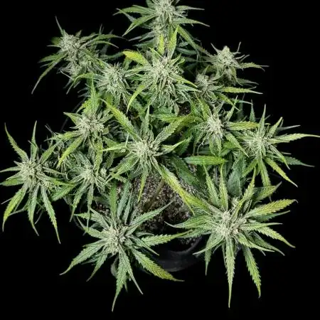 Auto Moon Rock