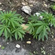 Twins Delicious Cookies