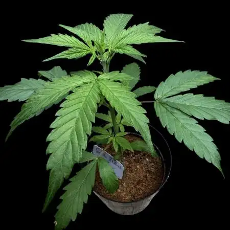 Gorilla Zkittlez Auto