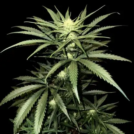 Moon Rock auto #2