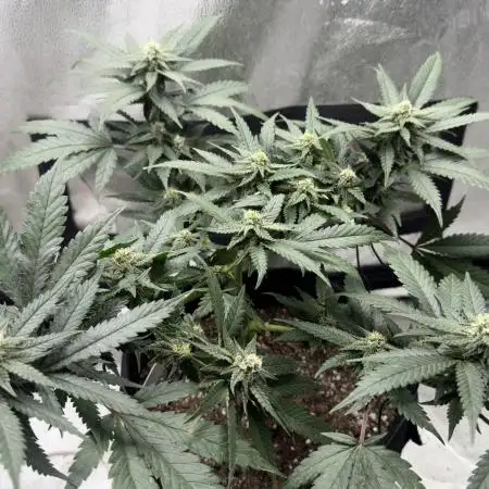 SuperBoof/clone/LSO