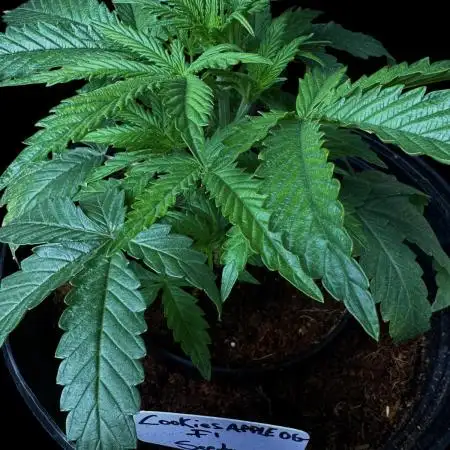Cookies Apple Og F1 auto