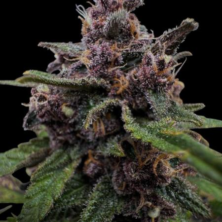Purple Punch auto
