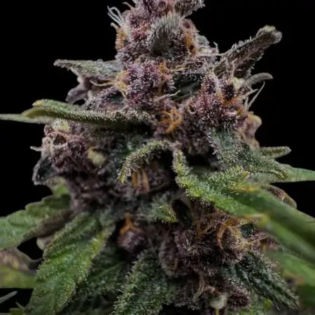 Purple Punch auto