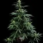 Ak-47 auto