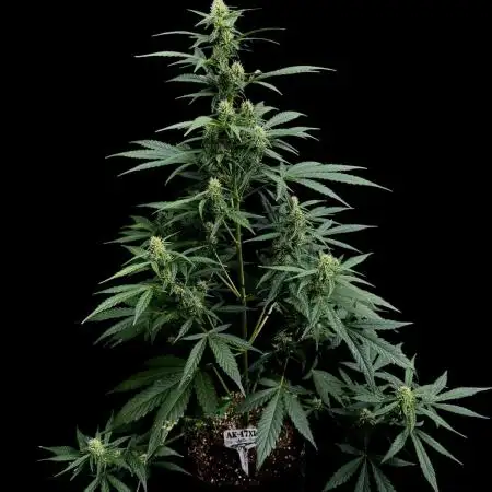 Ak-47 auto