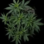 ?Delicious Cookies Auto #3?