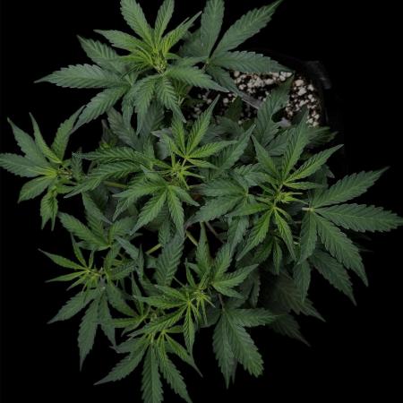 ?Delicious Cookies Auto #3?