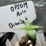Opiom Auto