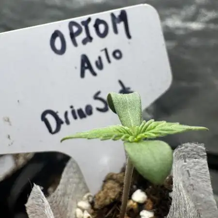 Opiom Auto