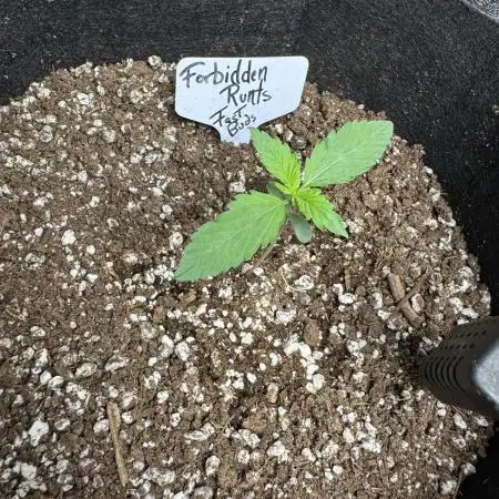 Forbbiden  Runtz auto