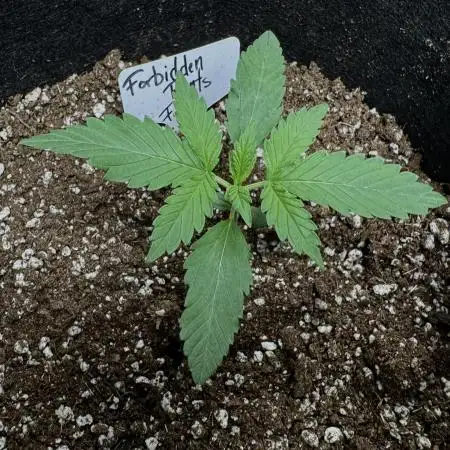 Forbbiden  Runtz auto