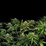 FrostBanger Auto