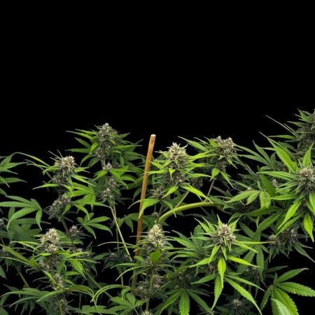 FrostBanger Auto