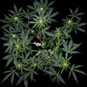 ?Delicious Cookies Auto #3?