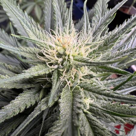 Moon Rock auto #2