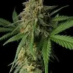 Divine Rapier Auto #3