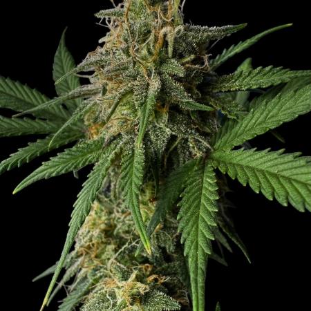 Divine Rapier Auto #3