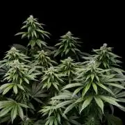 Sour Diesel