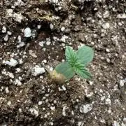 Lemon haze Auto