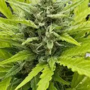Black Dog Auto