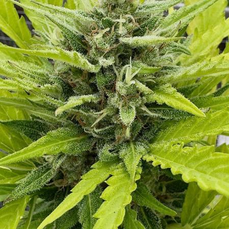 Black Dog Auto