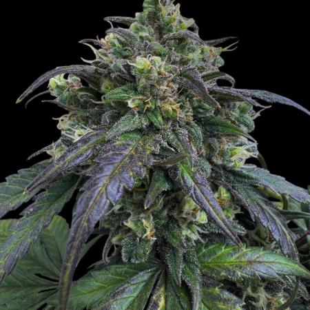 Strawberry cheesecake