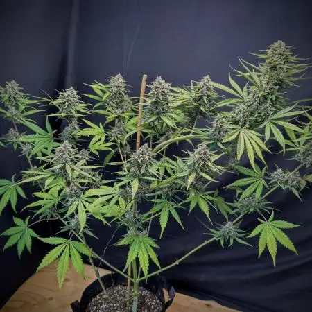 FrostBanger Auto