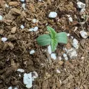 Izi Diesel Génétics Auto