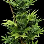 Black Dog Auto