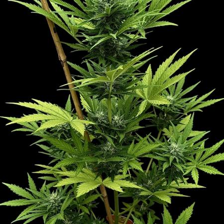 Black Dog Auto