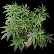 White Widow