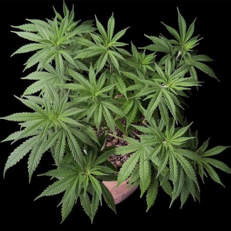 White Widow