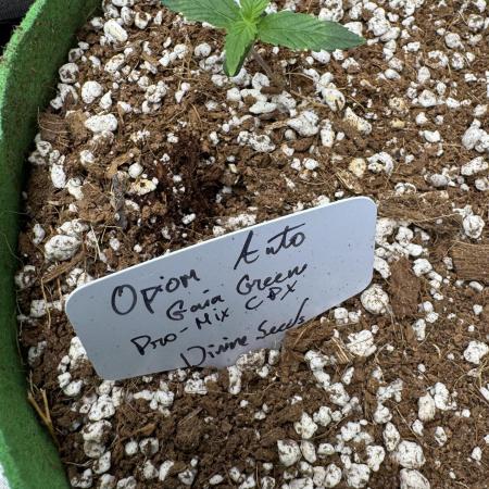 Opiom Auto/1gall/coco/bio