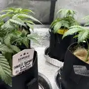 Sunset Sherbet Go Fast