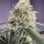 Strawberry Cough