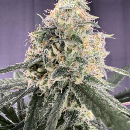 Strawberry Cough