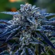 3 Strains 4 plants