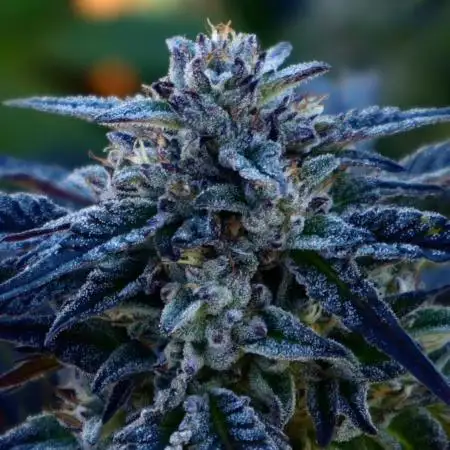 3 Strains 4 plants