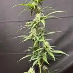 Gorilla Zkittlez Auto