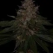 Sour Diesel
