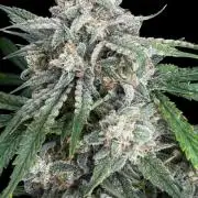 Cookies Apple Og F1 auto