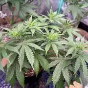 White Widow