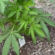 Amnesia Haze GoFast